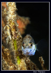 looking at me?? A three-spined stickleback (Gasterosteus ... by Sven Tramaux 